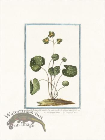 Bonelli 151 Golden saxifrage